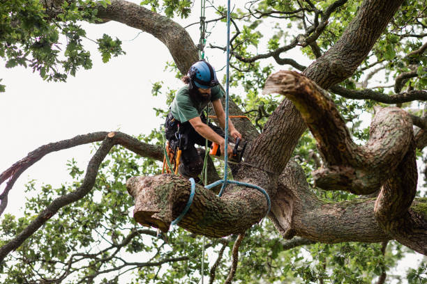 Best Tree Cabling and Bracing  in Garfield Heights, OH