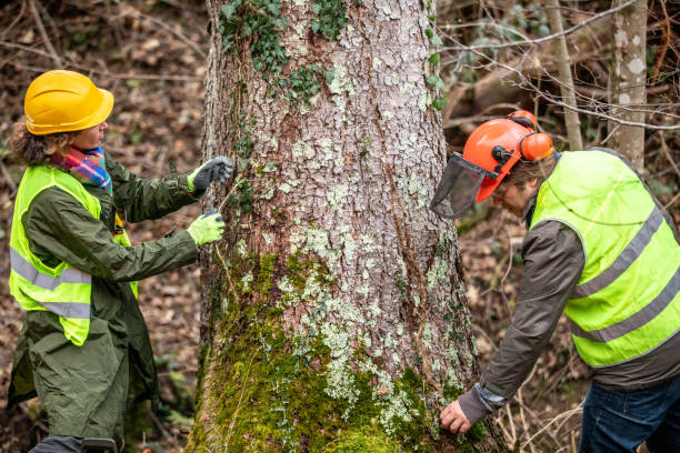 How Our Tree Care Process Works  in  Garfield Heights, OH