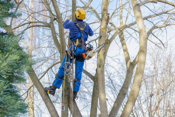 Best Tree and Shrub Care  in Garfield Heights, OH