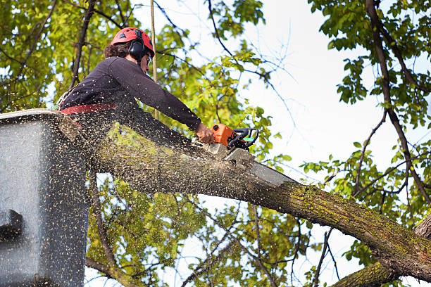 Best Arborist Consultation Services  in Garfield Heights, OH