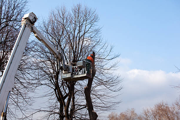 Best Utility Line Clearance  in Garfield Heights, OH