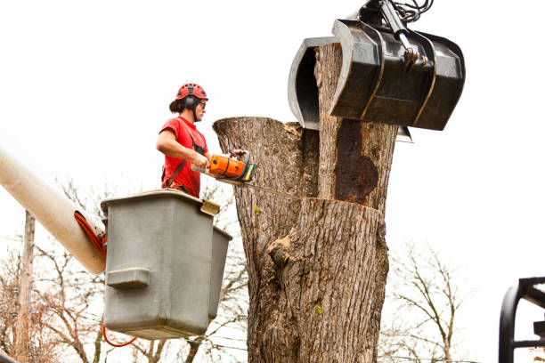 Best Arborist Consultation Services  in Garfield Heights, OH