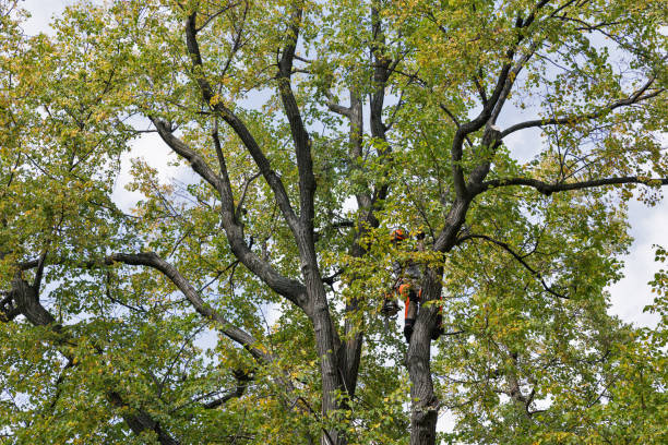 Best Fruit Tree Pruning  in Garfield Heights, OH